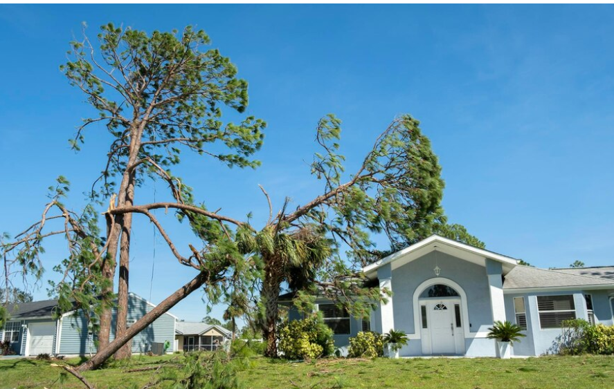A large tree fallen on a light blue house after a storm, with debris scattered on the green lawn.